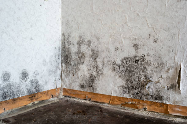 Best Mold Damage Repair  in Ketchikan, AK